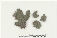 藏品(蛇蘚屬)的圖片